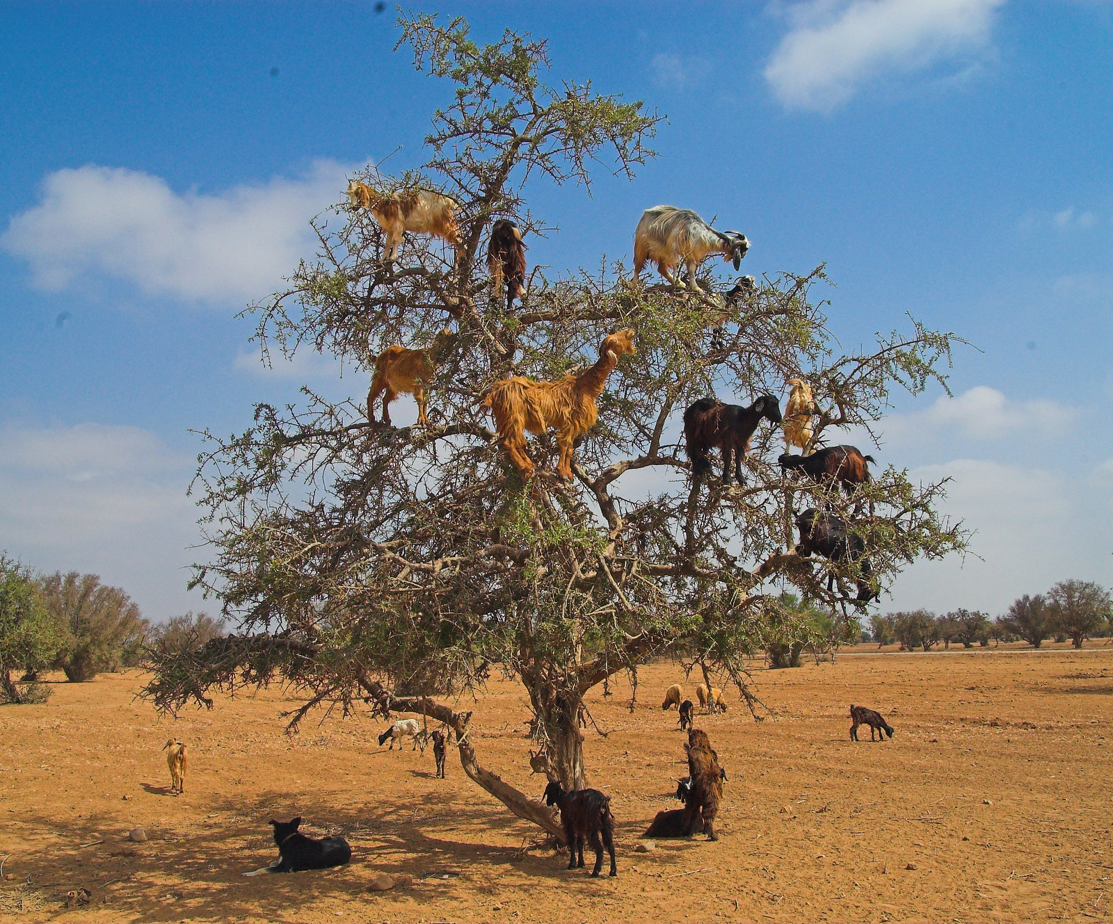 Fas Argan Ağacı ve Keçileri