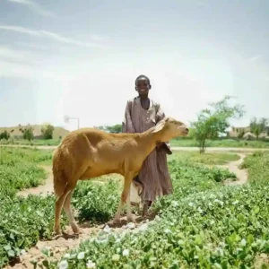 Niyeti Üzere Kurban